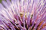 Bee gathering pollen on thistle, close-up