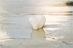 Heart shaped coral partially buried in surf, close-up