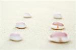 Seashells lined up in two rows on sand, close-up