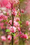 Close-up of Pink Blossoms, Salzburger Land, Austria