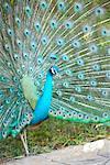 Peacock, Riviera Maya, Mexique