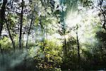 Stephen C. Foster State Park, Okefenokee Swamp Park, Georgia, USA