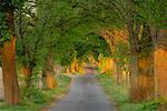 Allee Country Road, Mecklenburg-Vorpommern, Deutschland