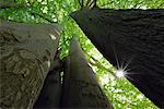 Low Angle View of Beech Trees