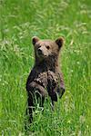 Brown Bear Cub in Meadow