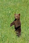 Brown Bear Cub dans pré