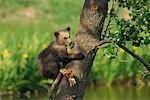 Jeune ours brun arbre d'escalade
