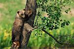 Young Brown Bear Climbing Tree