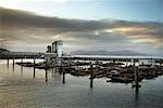 Lions de mer au Pier 39, San Francisco, California, Californie du Nord