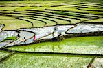 Rice Terraces, Sumatra, Indonesia