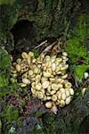 Coffee Beans in Civet Cat Excrement, Sumatra, Indonesia