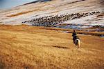 Personne sur le groupe d'animaux, de la Mongolie de l'élevage de cheval