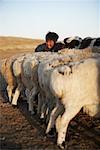 Petit garçon avec le groupe d'animaux, Mongolie