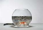 Cat looking at fish bowl