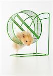 Hamster on Exercise Wheel