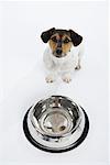 Dog with Large Bowl