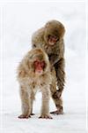 Macaques japonais, Jigikudani Onsen, Nagano, Japon