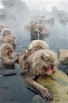 Macaques japonais de Jigokudani Onsen, Nagano, Japon