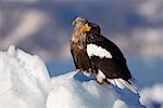 White-tailed Eagle and Steller's Sea Eagle, Nemuro Channel, Shiretoko Peninsula, Hokkaido, Japan