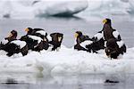 Steller's Sea Eagles on Ice Floe, Nemuro Channel, Shiretoko Peninsula, Hokkaido, Japan