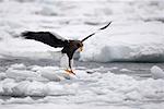 Steller's Sea Eagle Landing on Ice Floe, Nemuro Channel, Shiretoko Peninsula, Hokkaido, Japan