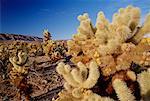 Cholla Cactus, Joshua Tree National Park, Californie, USA