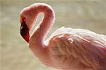 Flamingo, Zoo de San Diego, Californie, USA