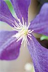 Clematis flower, extreme close-up