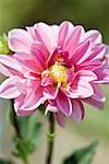 Dahlia rose en pleine floraison