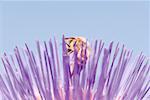 Bee gathering pollen from flower, close-up