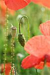 Red poppies and flower buds, close-up