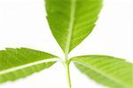 Lemon verbena, close-up