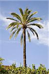 Palm Tree, Mallorca, Spain