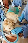 Veterinarians Working on Dog