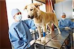 Veterinarians Working on Dog