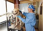 Veterinarian Working on Dog