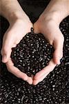 Person holding coffee beans