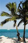 Palm trees by the sea