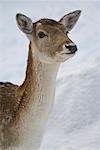 Rothirsch, Omega Park, Montebello, Quebec, Kanada