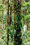 Epiphytes on Tree, Monteverde, Costa Rica