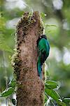 Female Resplendent Quetzal in Cloud Forest, Santa Elena, Costa Rica