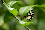 Butterfly on Branch