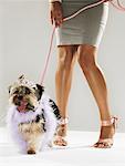 Portrait of Yorkshire Terrier With Owner, Wearing Tiara and Feather Boa