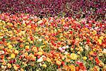 Ranunculus Flower Fields, Carlsbad, San Diego, California