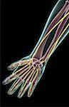 The nerves of the forearm