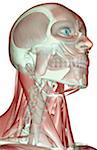 The musculoskeleton of the head and neck