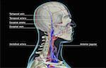 The blood supply of the head and neck