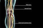The nerve supply of the knee