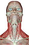 The musculoskeleton of the head, neck and face