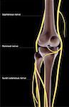 The nerve supply of the knee